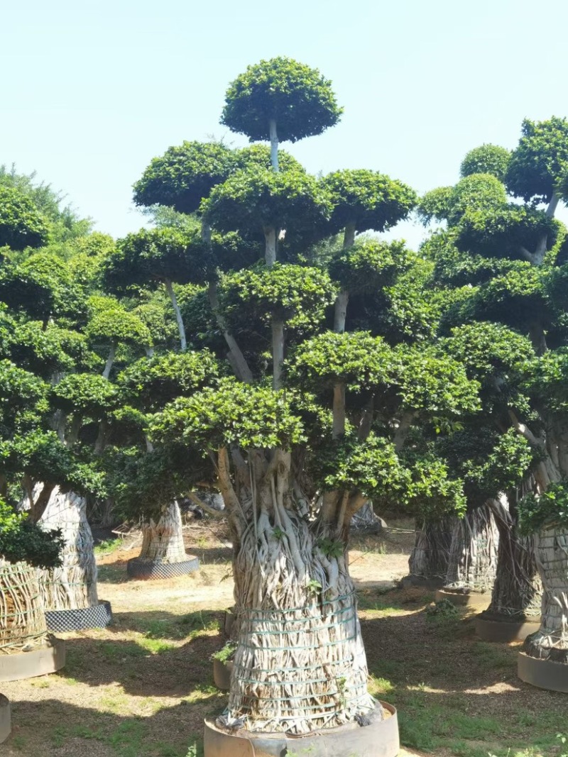 小叶榕精品造型漳州小叶榕种植基地苗农直销批发