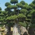 小叶榕精品造型漳州小叶榕种植基地苗农直销批发