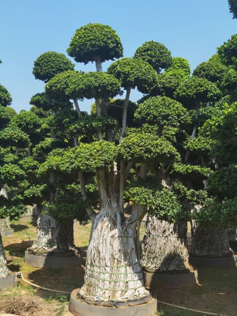 小叶榕精品造型漳州小叶榕种植基地苗农直销批发