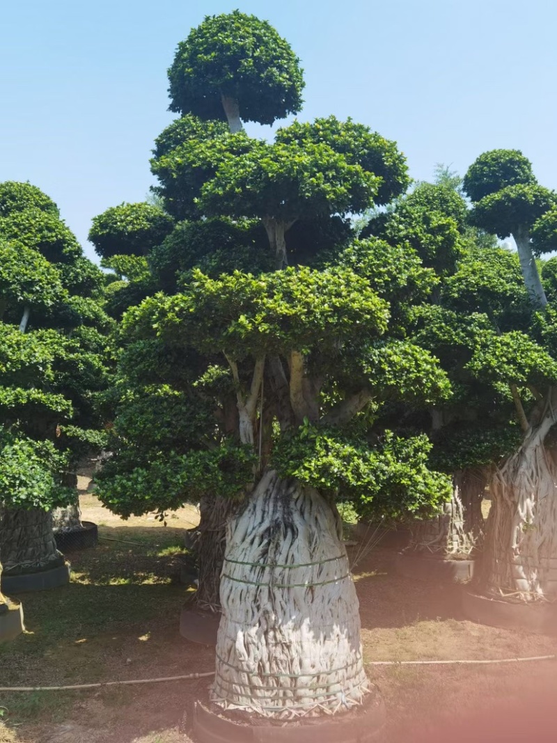 小叶榕精品造型漳州小叶榕种植基地苗农直销批发