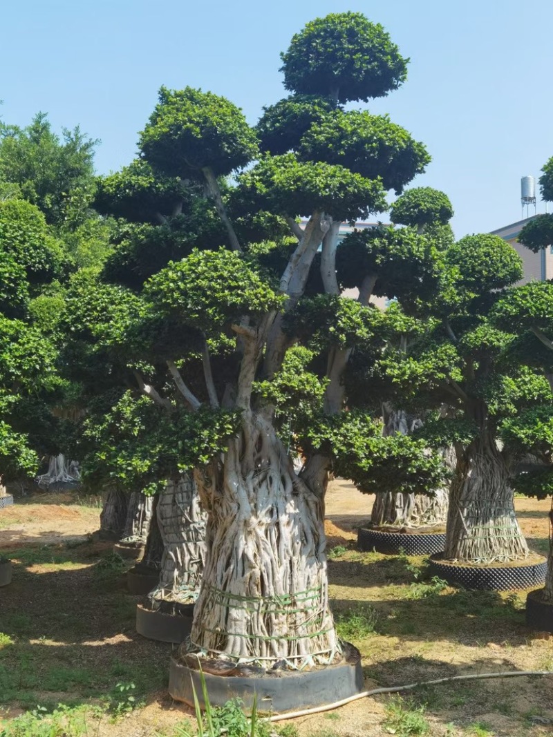 小叶榕精品造型漳州小叶榕种植基地苗农直销批发