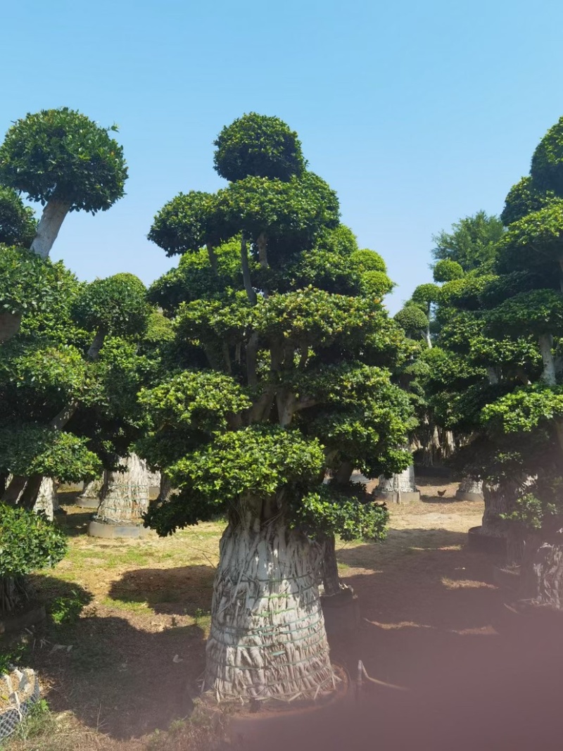 小叶榕精品造型漳州小叶榕种植基地苗农直销批发