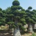 小叶榕精品造型漳州小叶榕种植基地苗农直销批发