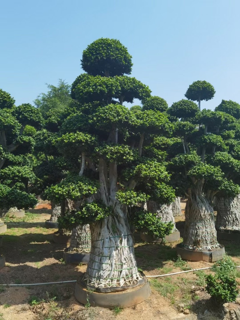 小叶榕精品造型漳州小叶榕种植基地苗农直销批发