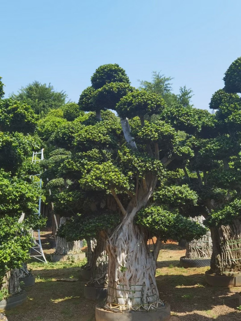 小叶榕精品造型漳州小叶榕种植基地苗农直销批发