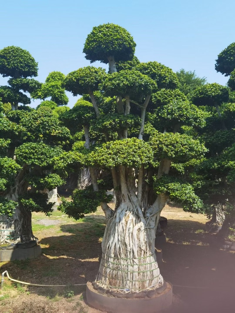 小叶榕精品造型漳州小叶榕种植基地苗农直销批发