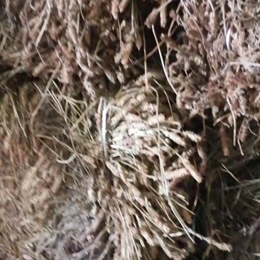 夏枯草，产地直发，量大从优，诚信经营，保质保量，欢迎来电咨询