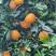 伦晚脐橙热销中，自家果园，实地看货，自然成熟。