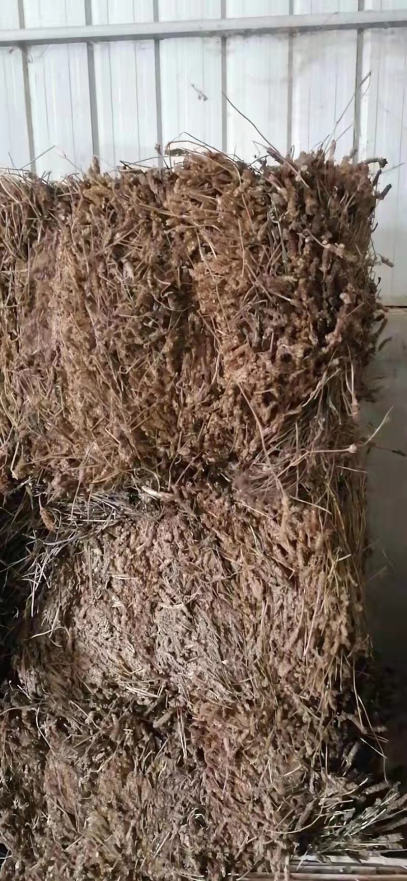夏枯草，产地直发，量大从优，诚信经营，保质保量，欢迎来电咨询