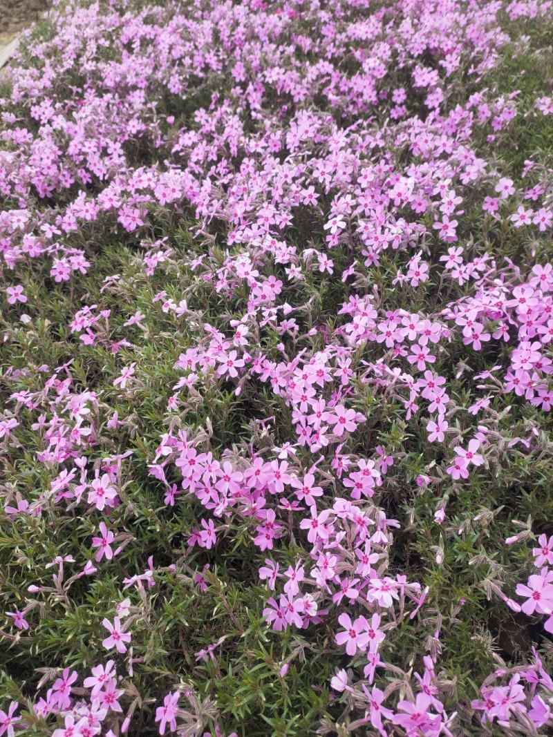 花海用丛生福禄考(芝樱）大量出售自产自销基地直发