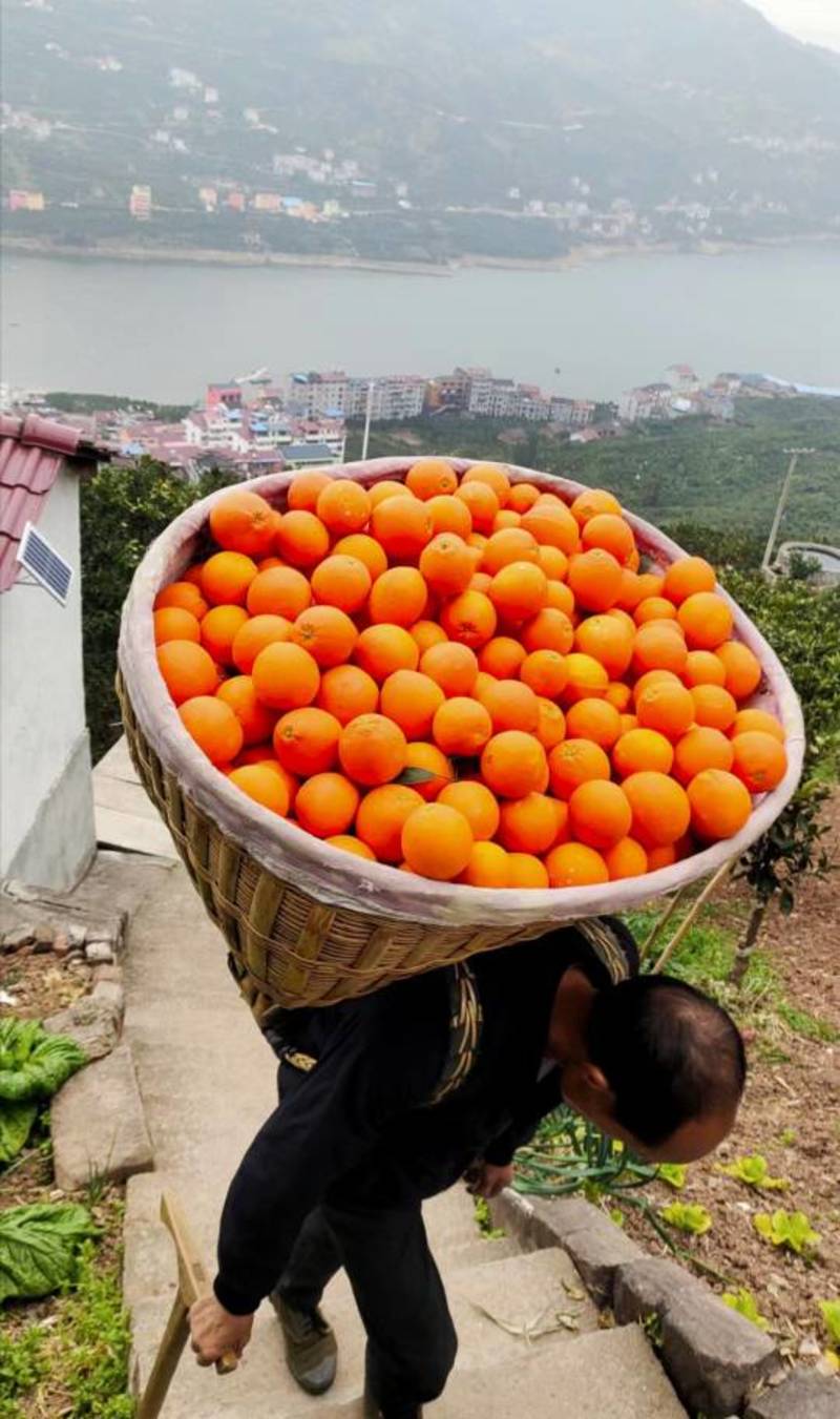 湖北秭归中华红脐橙产地一手货源诚信代办全国代发品质高