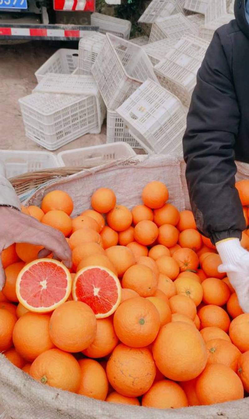 湖北秭归中华红脐橙产地一手货源诚信代办全国代发品质高