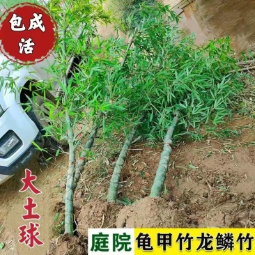 四季常青庭院植物别墅地栽竹子苗龟甲竹龟背龙鳞竹罗汉竹珍贵