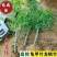 四季常青庭院植物别墅地栽竹子苗龟甲竹龟背龙鳞竹罗汉竹珍贵