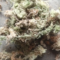 水苔（海花草）一手货源袋装有现货需要的老板请联系