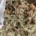 水苔（海花草）一手货源袋装有现货需要的老板请联系