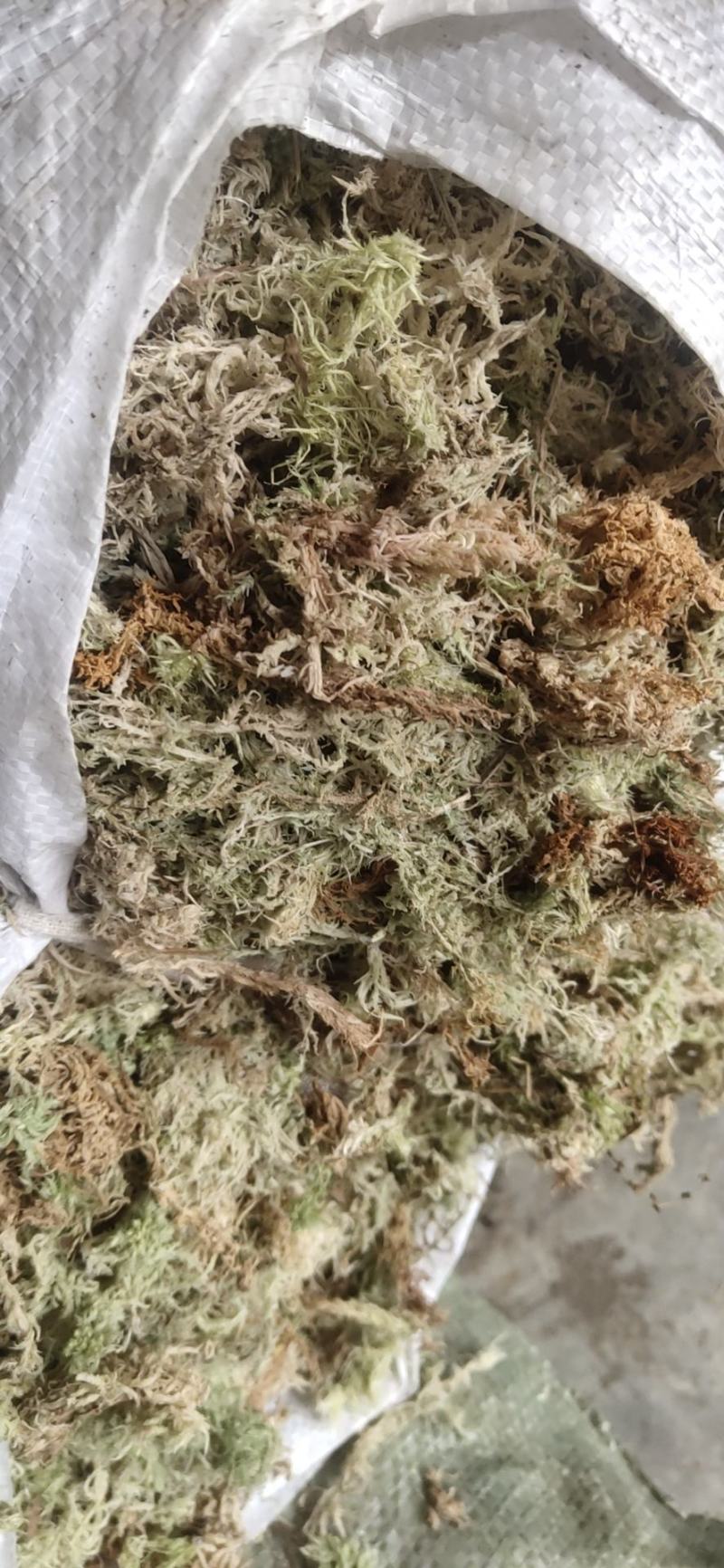 水苔（海花草）一手货源袋装有现货需要的老板请联系