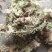 水苔（海花草）一手货源袋装有现货需要的老板请联系