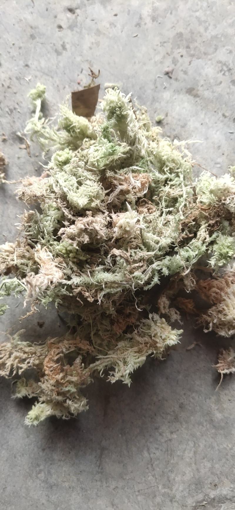 水苔（海花草）一手货源袋装有现货需要的老板请联系