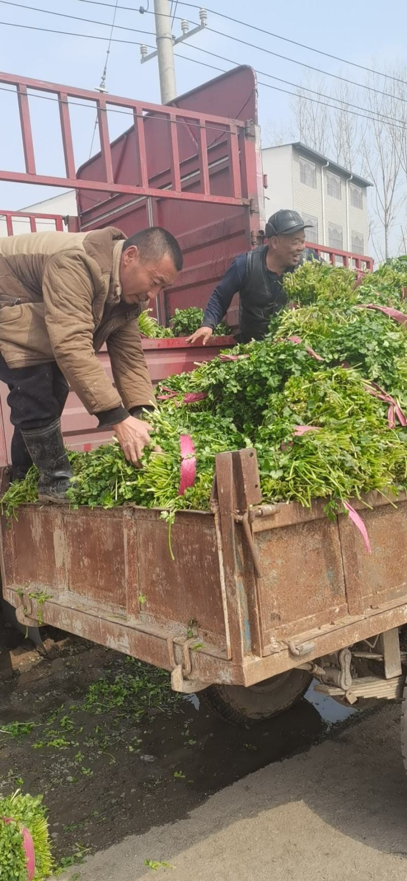 大叶香菜