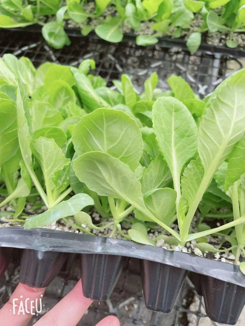 甘蓝苗包菜苗耐寒甘蓝苗越冬甘蓝苗绿霸冬绿春早