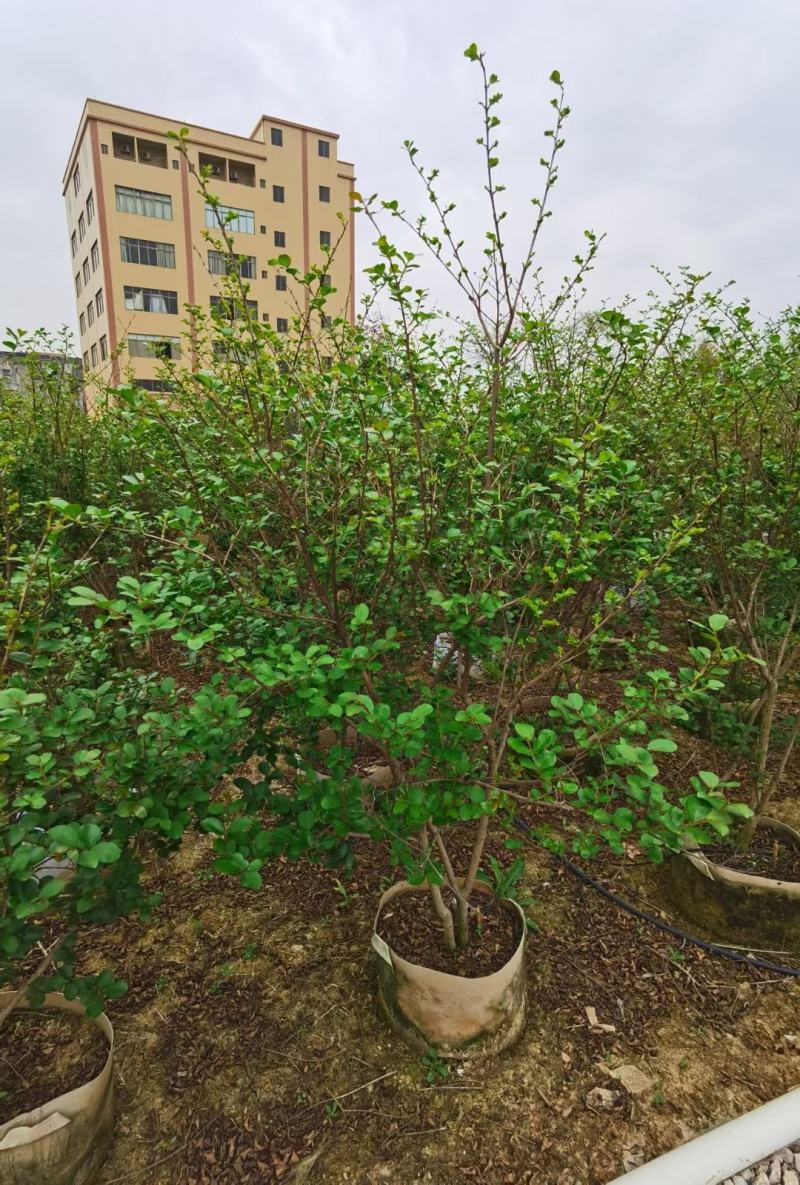 小叶紫薇广佛肇苗木基地直销，批发价格，实惠
