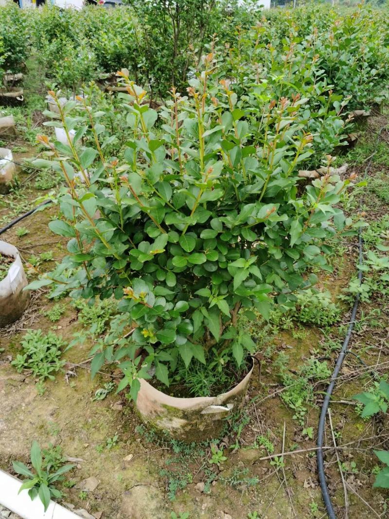 小叶紫薇广佛肇苗木基地直销，批发价格，实惠