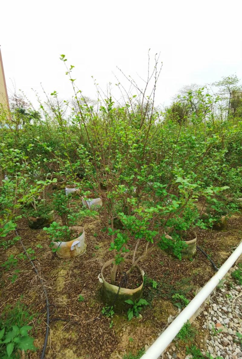 小叶紫薇广佛肇苗木基地直销，批发价格，实惠