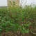 小叶紫薇广佛肇苗木基地直销，批发价格，实惠