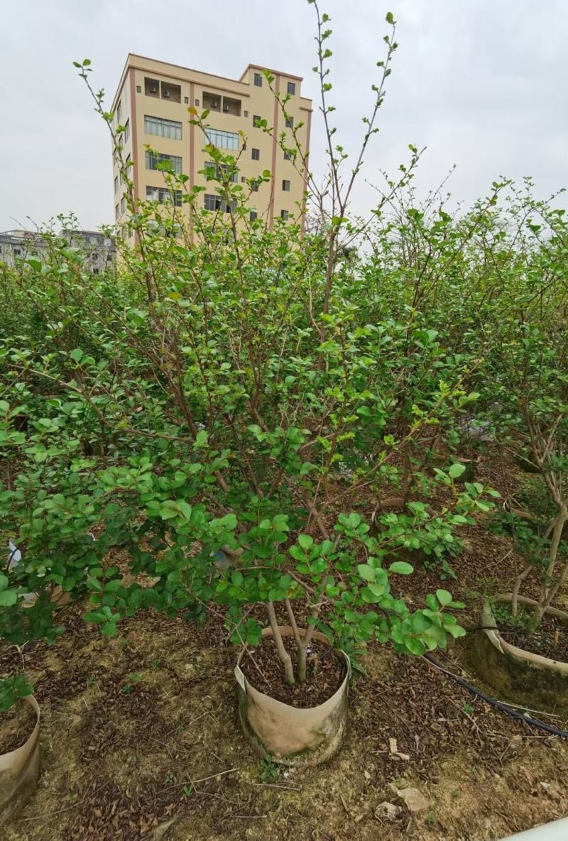 小叶紫薇广佛肇苗木基地直销，批发价格，实惠