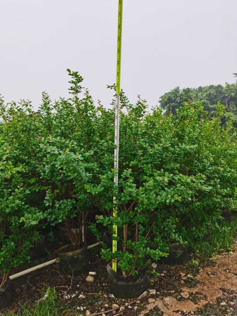 小叶紫薇广佛肇苗木基地直销，批发价格，实惠