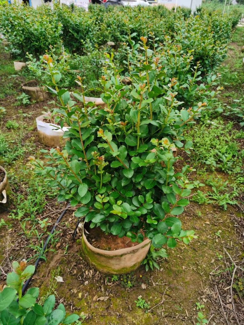 小叶紫薇广佛肇苗木基地直销，批发价格，实惠