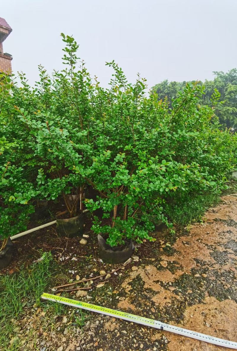 小叶紫薇广佛肇苗木基地直销，批发价格，实惠