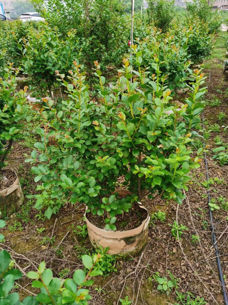 小叶紫薇广佛肇苗木基地直销，批发价格，实惠