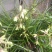 兰花惠兰春兰观赏植物家庭盆景花卉每盆至少15苗