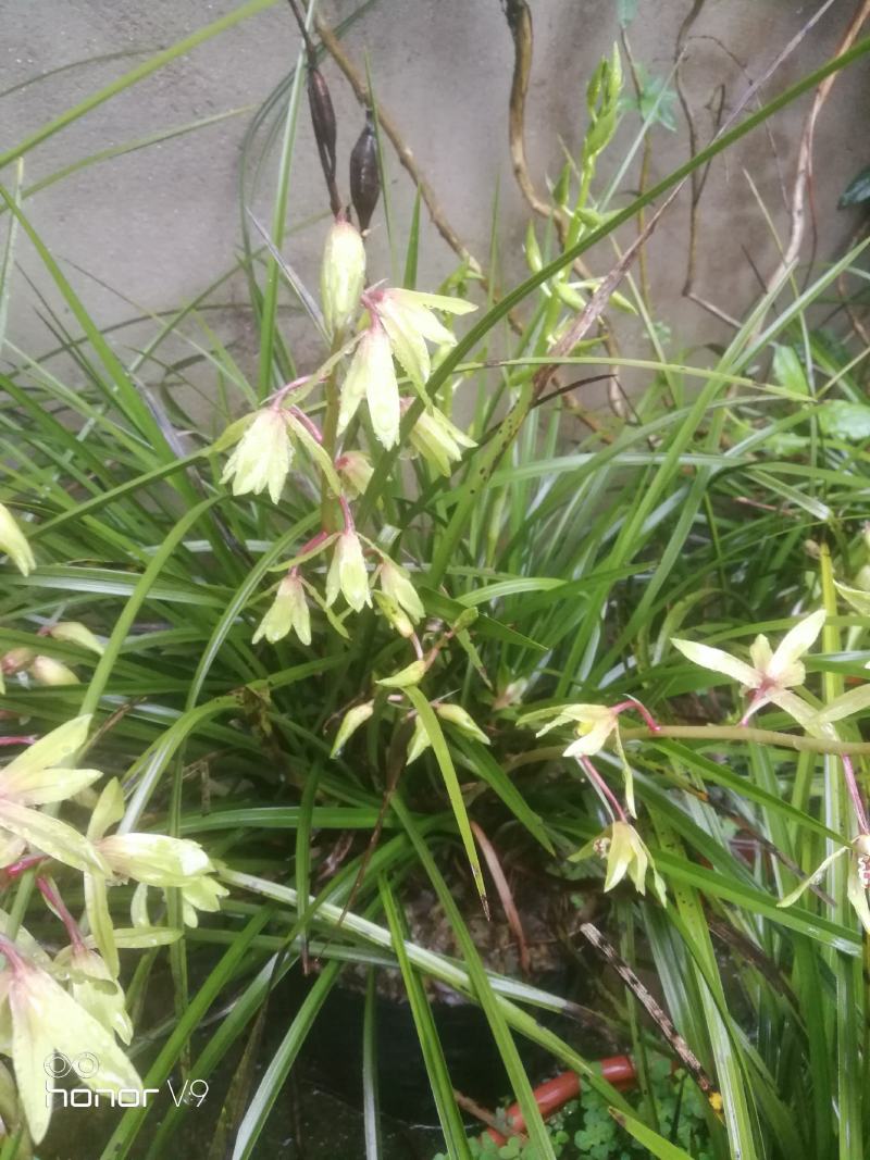 兰花惠兰春兰观赏植物家庭盆景花卉每盆至少15苗