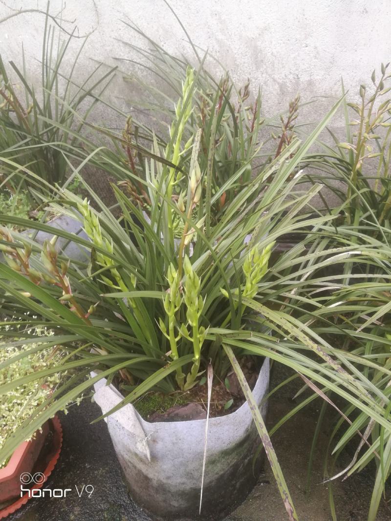 兰花惠兰春兰观赏植物家庭盆景花卉每盆至少15苗