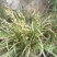 兰花惠兰春兰观赏植物家庭盆景花卉每盆至少15苗