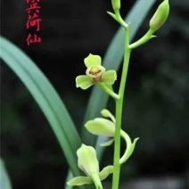 建兰宜宾荷仙，花期7-11月左右