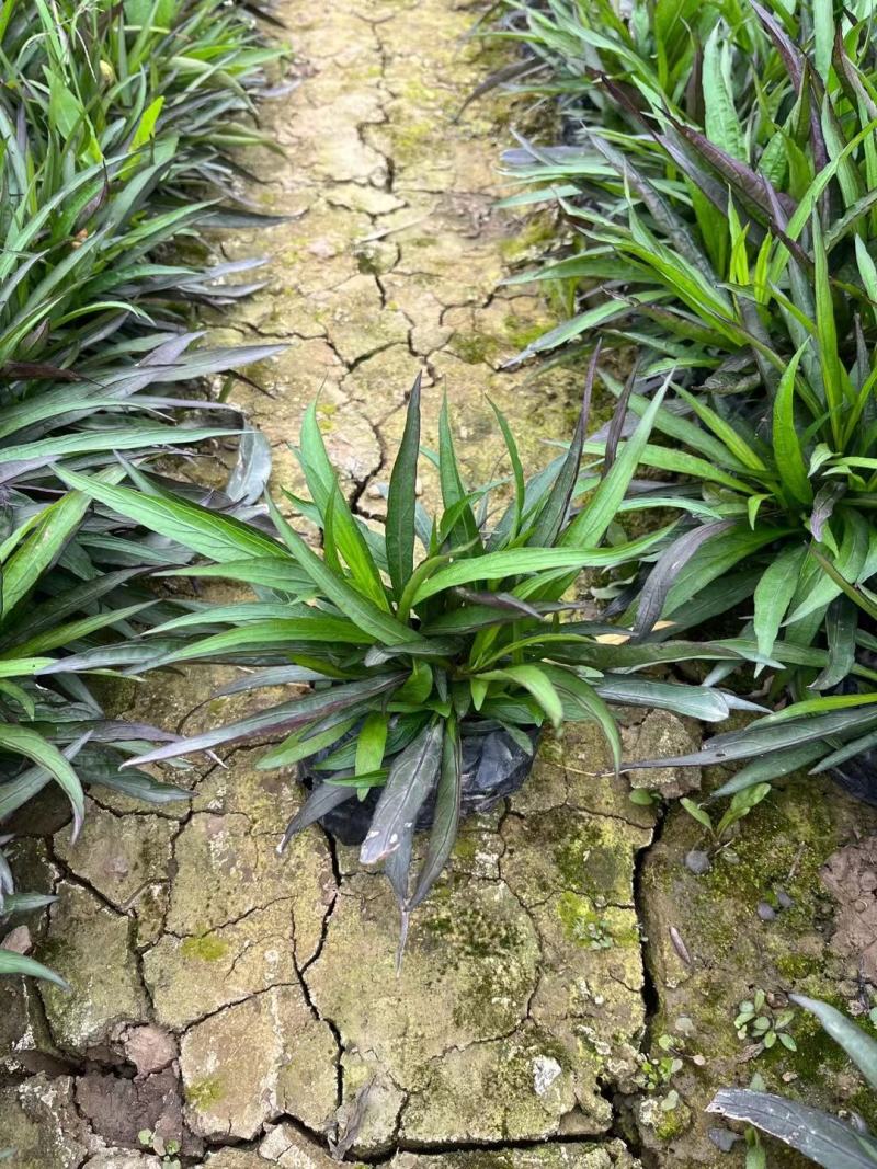 佛山三水翠芦莉一手货源基地直销，开花绿植