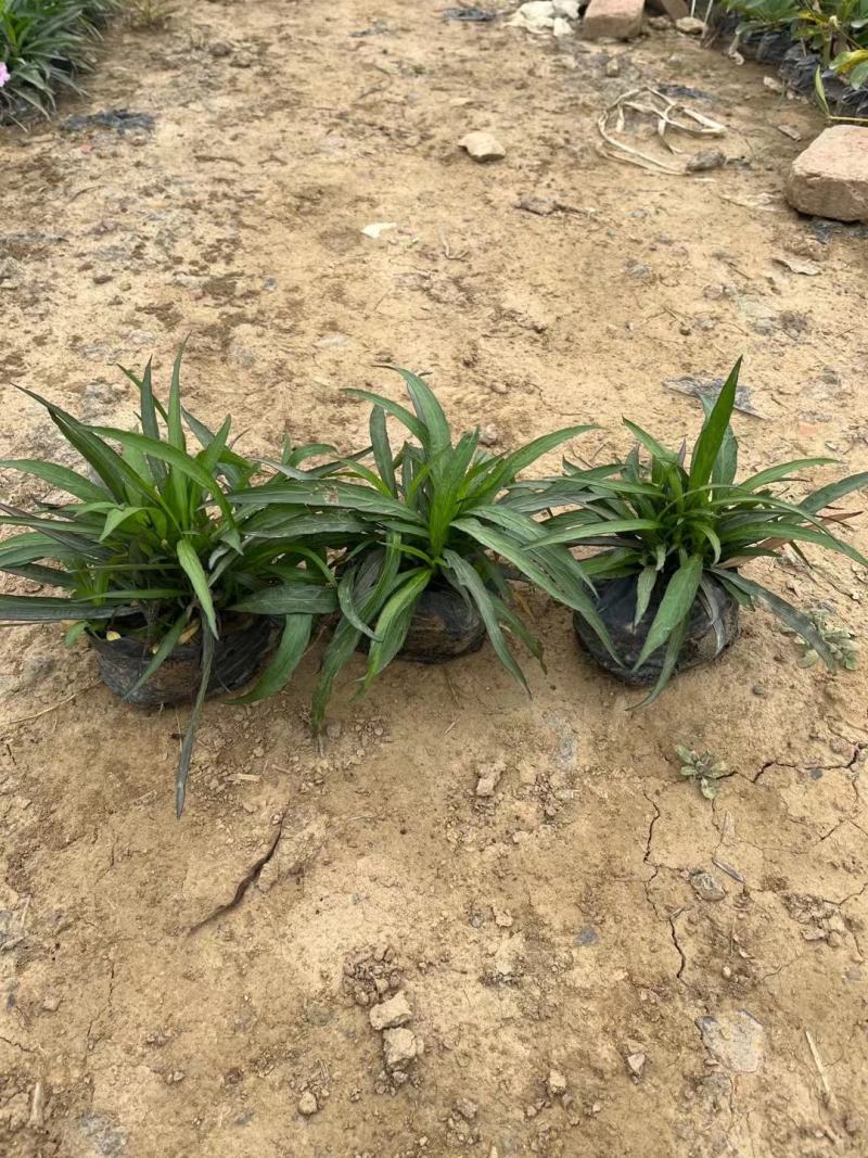 佛山三水翠芦莉一手货源基地直销，开花绿植