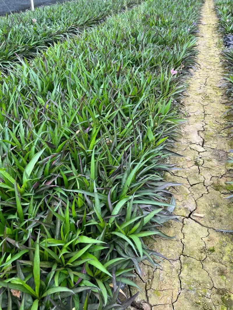佛山三水翠芦莉一手货源基地直销，开花绿植