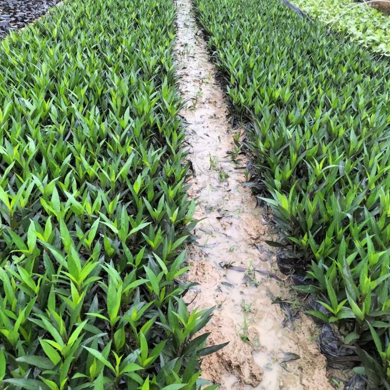 佛山三水翠芦莉一手货源基地直销，开花绿植