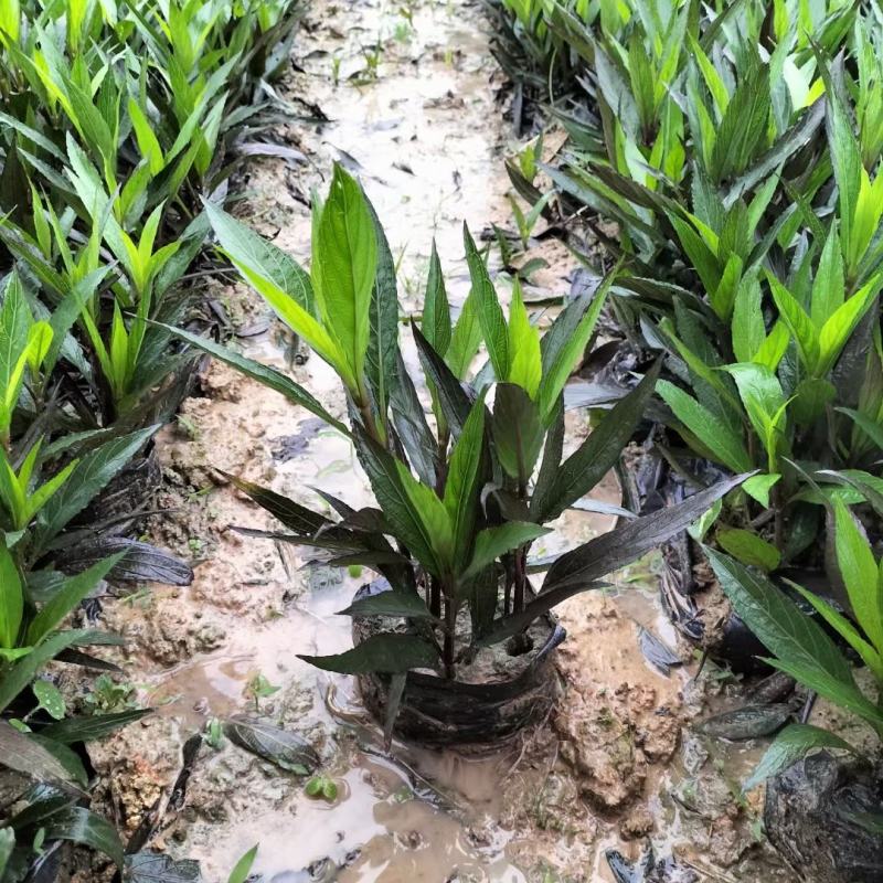 佛山三水翠芦莉一手货源基地直销，开花绿植