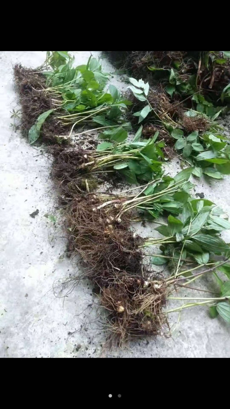 竹根七