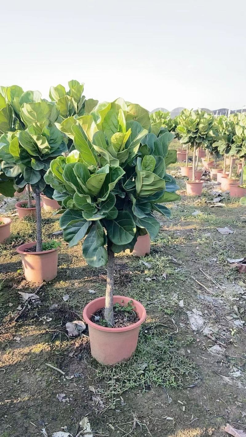 琴叶榕佛山三水基地直销，四季长绿植物，批发价