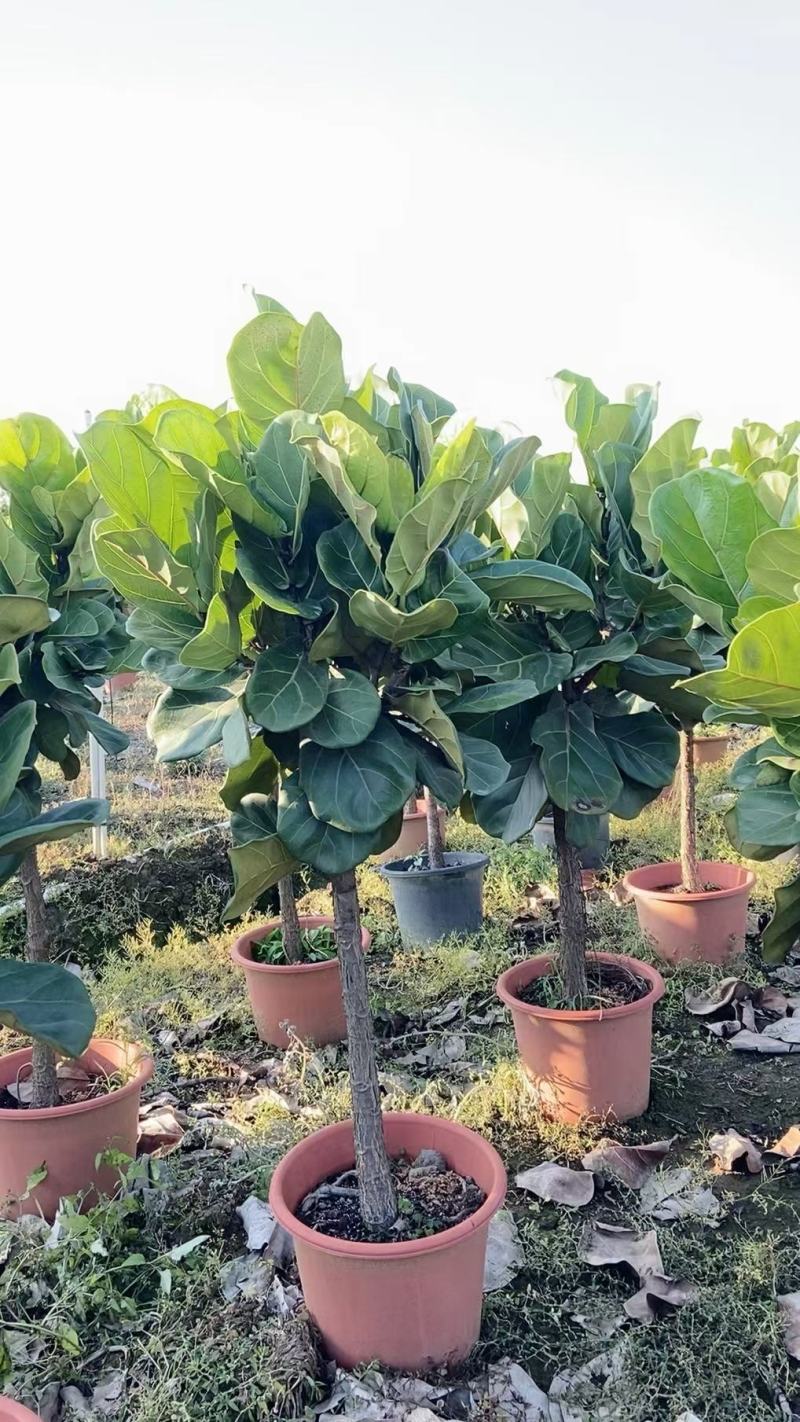 琴叶榕佛山三水基地直销，四季长绿植物，批发价