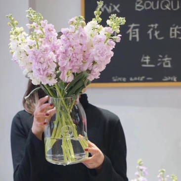 紫罗兰鲜切花紫罗兰鲜花批发颜色齐全云南鲜花直发