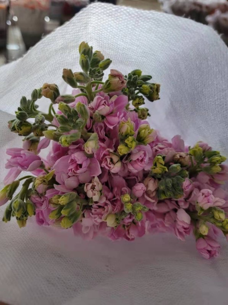 紫罗兰鲜切花紫罗兰鲜花批发颜色齐全云南鲜花直发