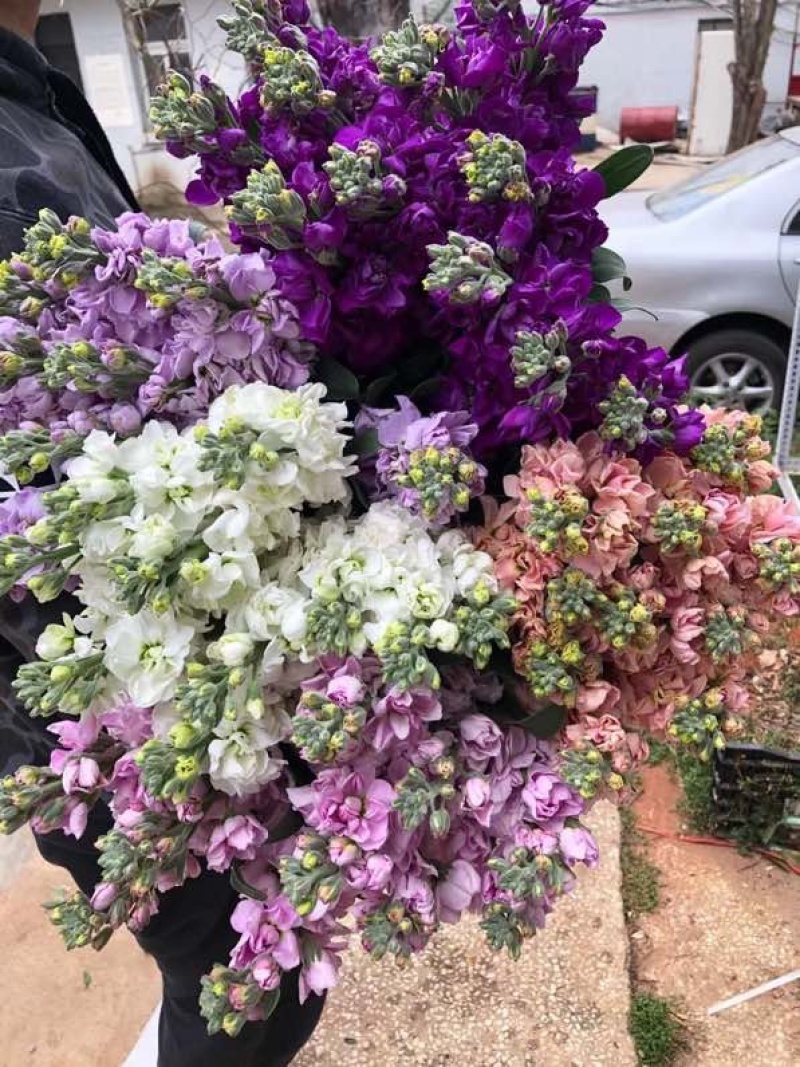 紫罗兰鲜切花紫罗兰鲜花批发颜色齐全云南鲜花直发